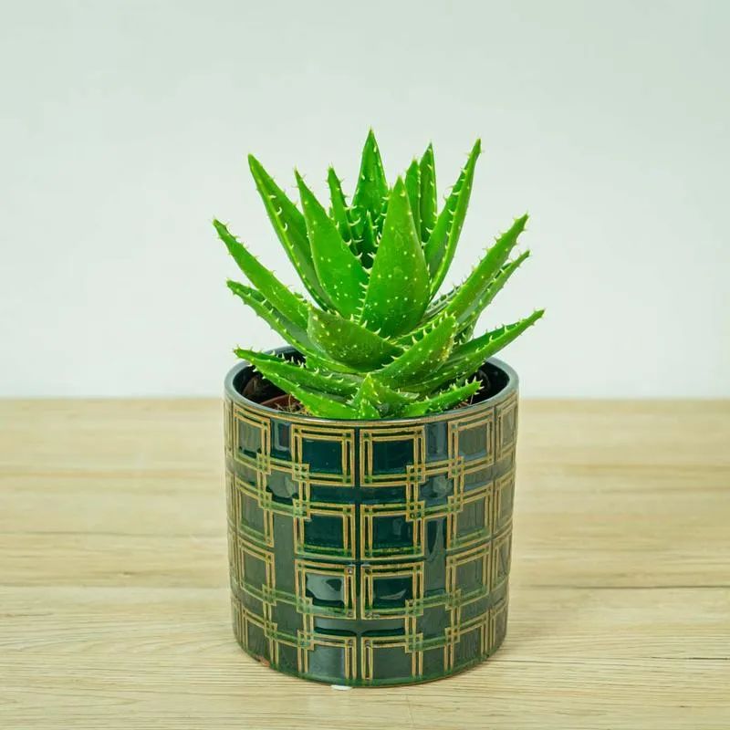 Jak wybrać idealny aloes do sypialni, aby zapewnić zdrowy klimat?