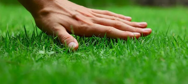 Jeszcze przed zimą – jak skutecznie pielęgnować trawnik na jesień