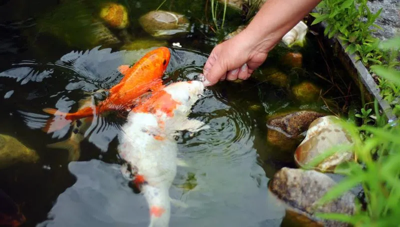 Skuteczne sposoby na to, jak zabezpieczyć oczko wodne na zimę