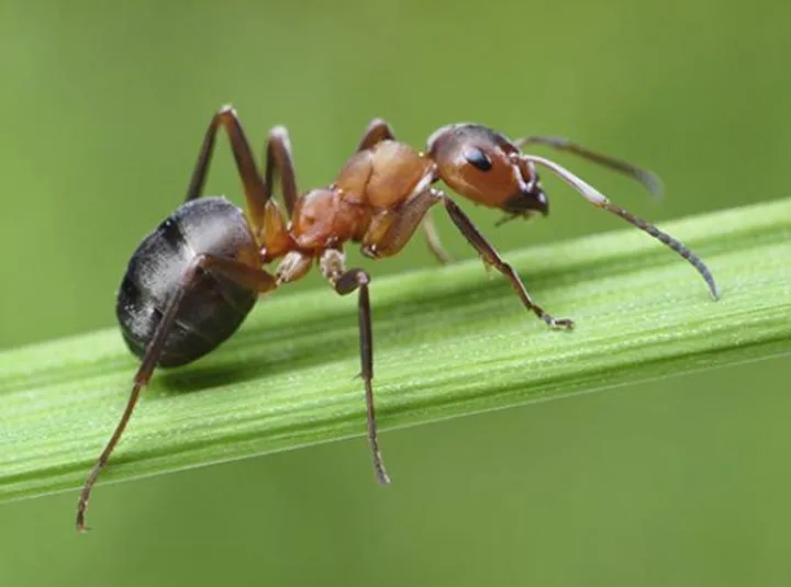 Chemiczne preparaty na mrówki