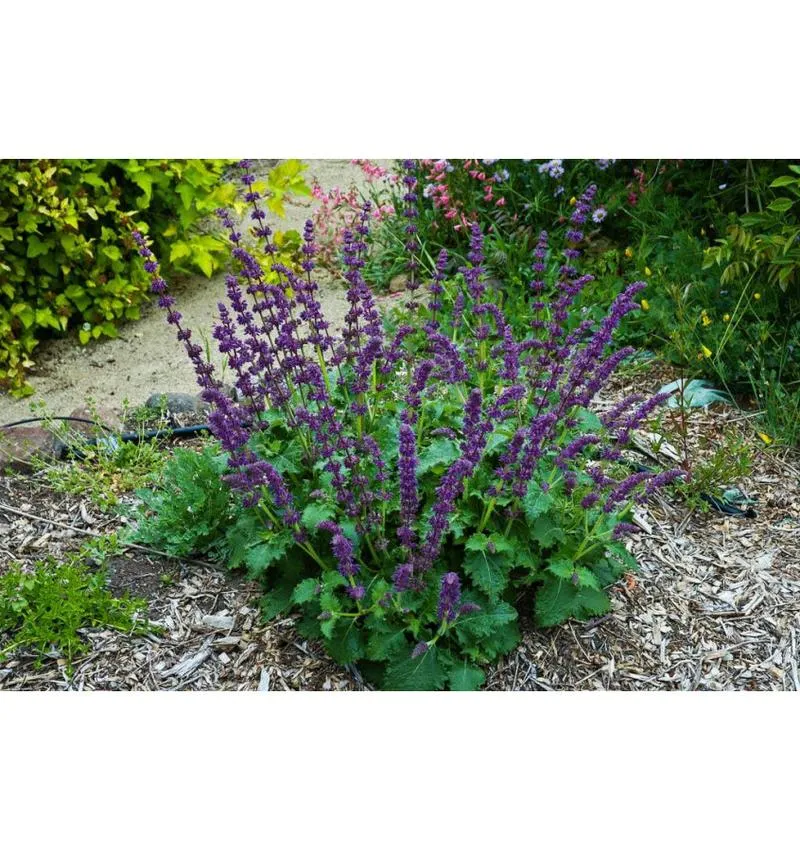 Intensywny smak szałwii