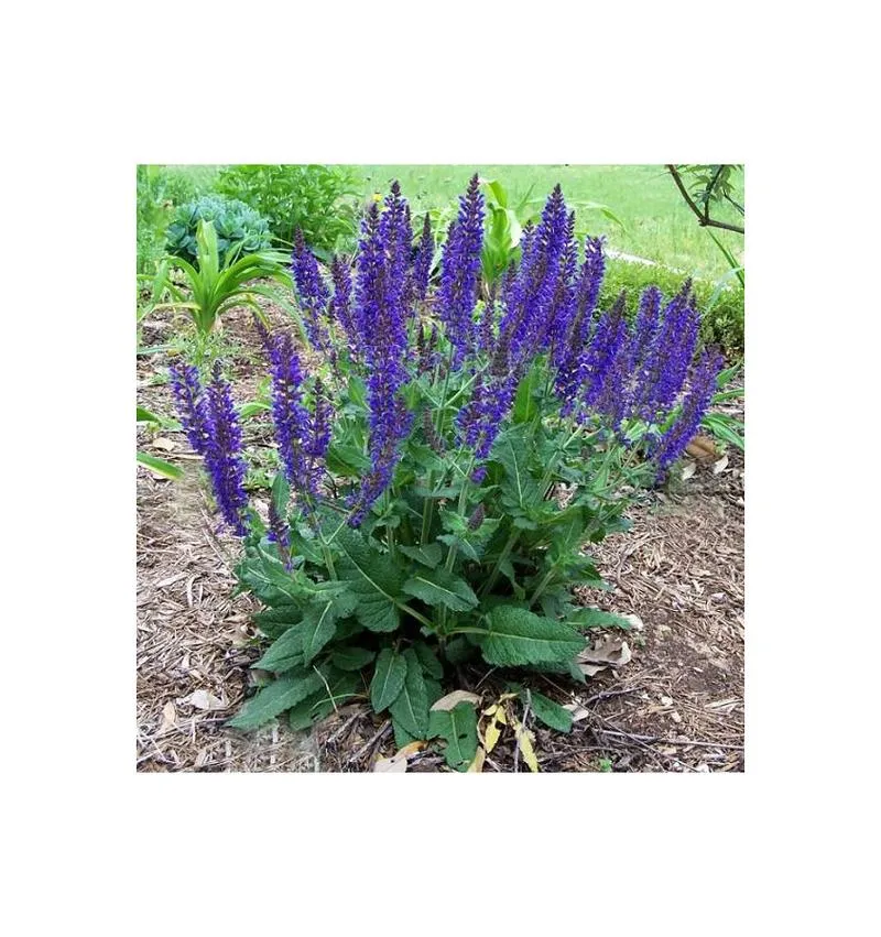 Kuchnia włoska z szałwią