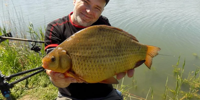 Ryby zwalczające glony