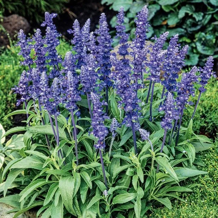 Uprawa i przechowywanie szałwii