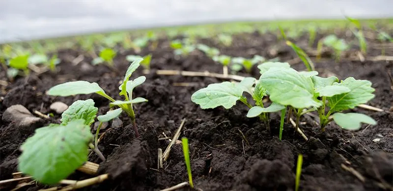 Usuwanie chwastów z kostki brukowej